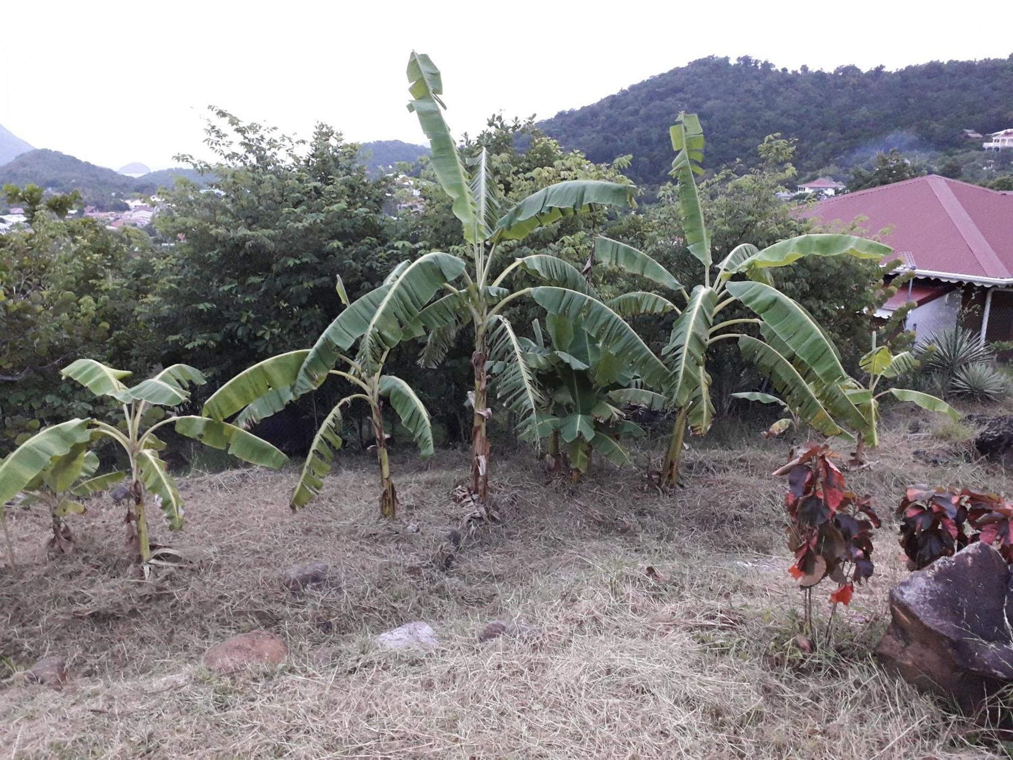 Ti Kaz Anoli Vue Epoustouflante Sur La Baie Terre-de-Bas Exterior foto
